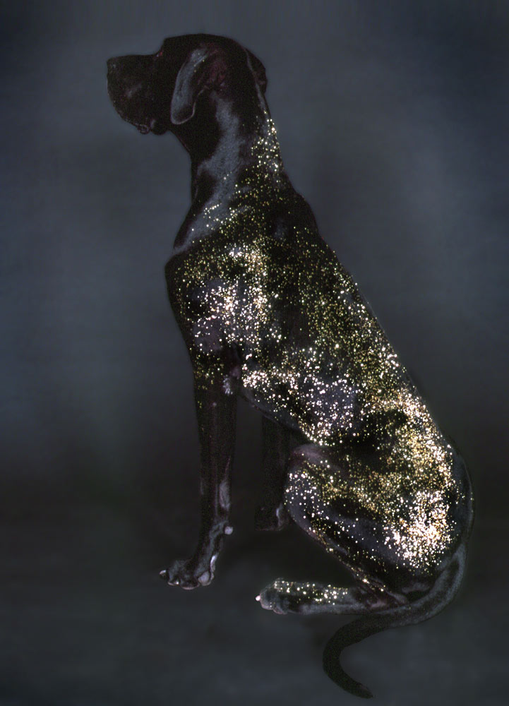 Great Dane gold glitter dog portrait